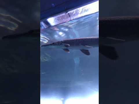 Alligator gar fish #fish #animals #gar #alligatorgar