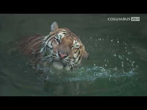 Amur Tiger Lewis: Pool Party of One
