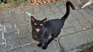 Little black hungry panther wants food