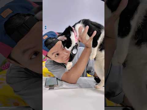 Định vị cho mèo thôi