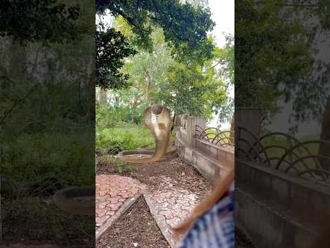 Akhir kya hai us taapu par ?? || Shen || #shorts #viralvideo #trending #snake #shen