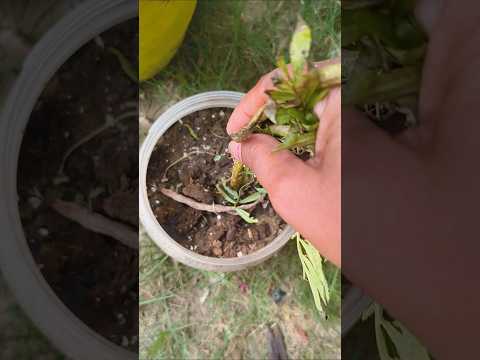 जो दूसरों की चिंता में #houseplants #marigold #ytshort #gardening #motivation