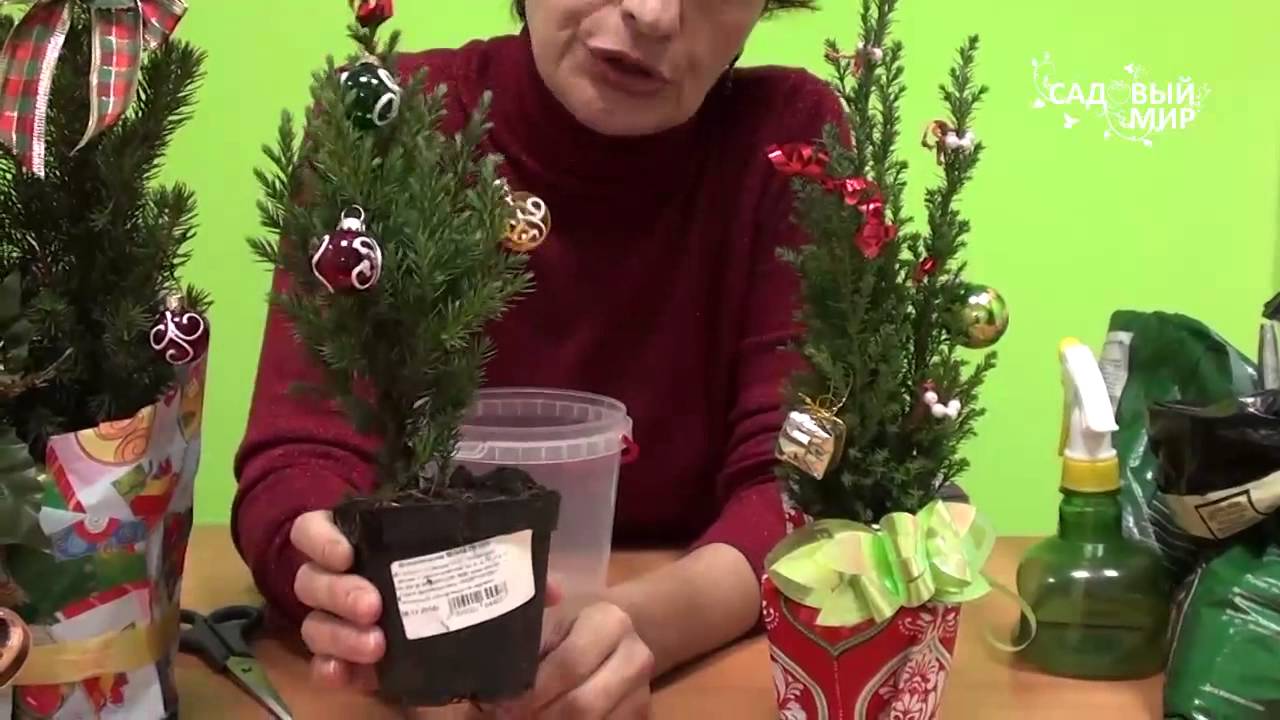 Как сохранить елочку купленную в магазине