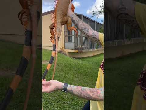 This Iguana Has 2 TAILS!!!
