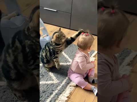 قط شقي جدا ? #explore #اكسبلور #cat #shortvideo #catlover #kitten #ahorts #funny #youtubeshorts #fy
