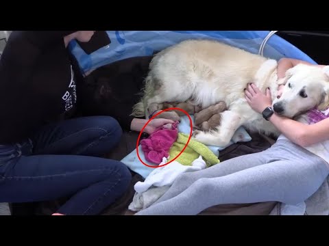 She Fought to Give Birth—But One Puppy Wasn’t Breathing…💔 | A Breeder’s Hardest Moment