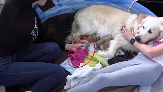 She Fought to Give Birth—But One Puppy Wasn’t Breathing…💔 | A Breeder’s Hardest Moment