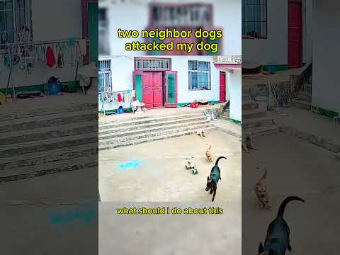 what should i do about this #dog #anmals #shortvideo #pets #short