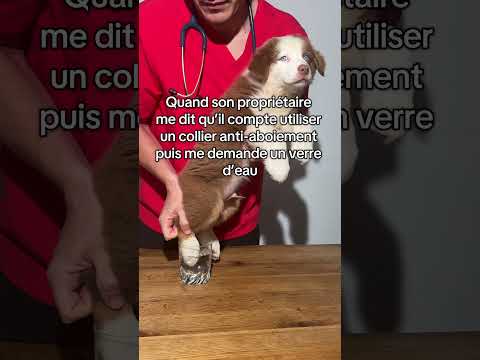 Je venge ceux qui ne parlent pas #vet #chien #dog #australianshepherd