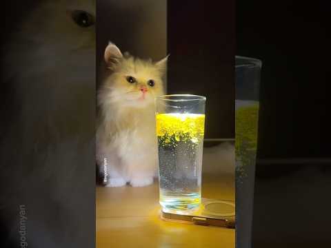 Mango impressed by magic🤩 #shorts #cat #funny