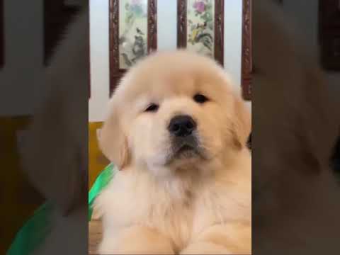 Cái mẹt như ông cụ.