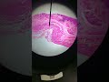Understanding Tissue Samples and Microscopy