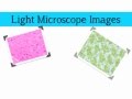 Comparing Key Microscopes: Light, SEM, and TEM