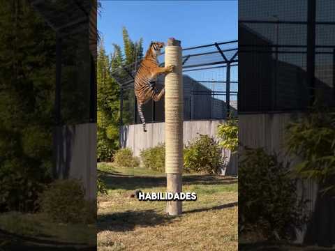Animais com habilidades impressionantes. #curiosidades #animais #bichos #fatoscuriosos