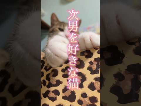 猫の動画サムネイル - 女の顔になる球太(オス)#cats #shorts #球太