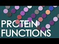Understanding Proteins