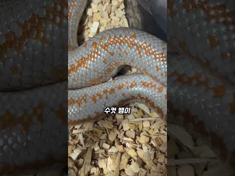 뱀의 숨겨진 다리