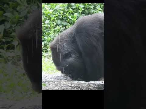 犬の動画サムネイル - stay hydrated。straw。#gorilla Tayari 14y3m old. Taipei Zoo #shorts. 台北市立動物園。多喝水 5-12