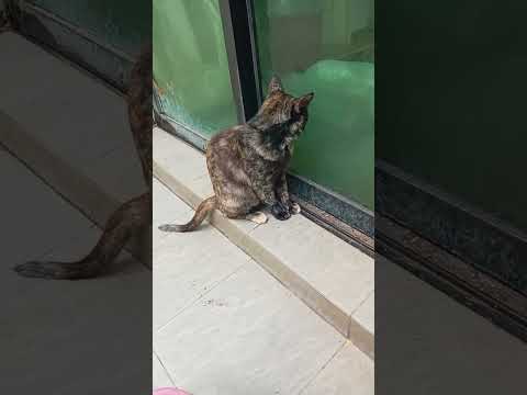 Time Machine Cats !!!! Longest Daily Cat's Story