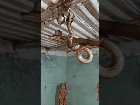 jai bhole nath Ji हर हर महादेव 🙏 #mahakal #harharmahadev #babifreitas #andrast