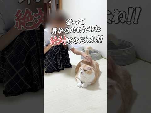 猫が飼い主から奪うもの第一位　#cat #猫 #ねこ #猫動画 #猫あるある