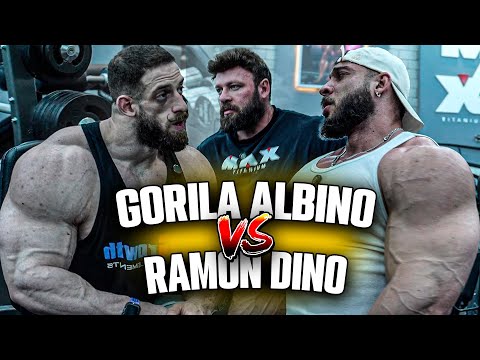GORILA ALBINO ESTÁ GIGANTE! RAMON 13 WEEKS OUT