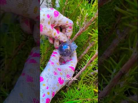 La Técnica más EFECTIVA para propagar PLANTAS #enraizamento #plantas