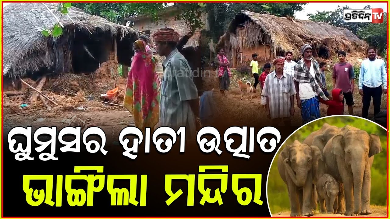 ଥମୁନି ହାତୀଙ୍କ ଉପଦ୍ରବ, ନୁଆଁପଲ୍ଲୀ ଗାଁ ରେ ଉତ୍ପାତ କରୁଛନ୍ତି ୬ ଟିକିଆ ହାତୀ ପଲ ! Elephant Attack in ganjam