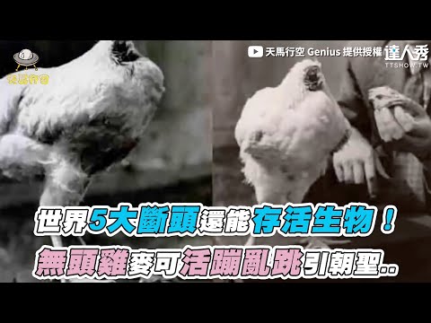 【世界5大斷頭還能存活生物！ 無頭雞麥可活蹦亂跳引朝聖..】｜@天馬行空 Genius