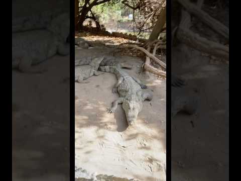 #Watch #Wild #crocodile #nature #explore #Africa #crocodiles #exotic #animals #risky #viral #Zoo