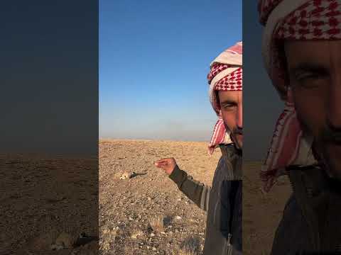 ‏بعد 24 ساعة لقيت الشاه