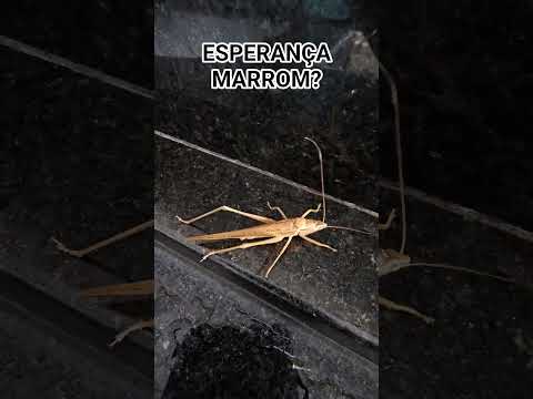 Esperança marrom🦗? #brown #katydid #insect