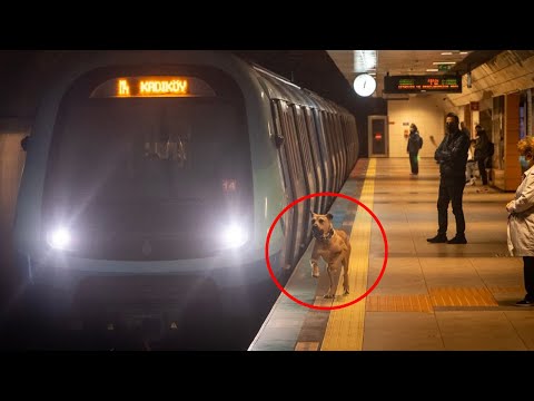 A dog takes the subway every day, and a man puts a tracker on him