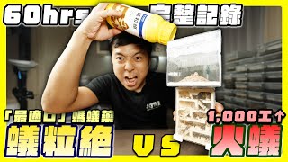 【驚人】火蟻vs最強油性螞蟻藥－蟻粒絕｜蟻巢內60小時完整變化【臺灣蟻窟】