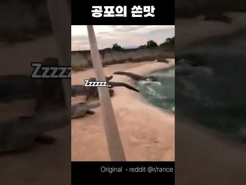 악어는 삽이 무섭다