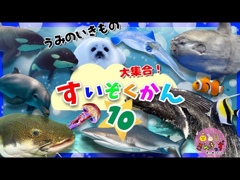 水族館へ行こう!10【子供向け 海のいきものアニメ】サメ イルカ マンボウ シャチなど20種類の人気の海の生き物 お魚さんたちが大集合!【海の生き物図鑑】知育動画