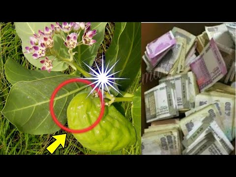 इस फल के एक टुकड़े से बंद किस्मत का ताला खुल जाता है, यहां रखना पैसा गिनते गिनते थक जाओगे// #upay