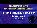 Understanding the Cardiac Conduction System