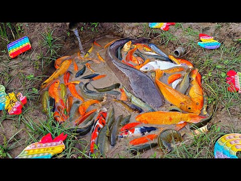 Amazing! Menangkap ikan hias aneh dikolam misterius, ikan lele ikan koi ikan cupang ikan warna-warni