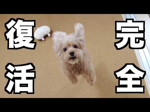 手術後しんどそうだった愛犬が元気100％まで回復しました！【トイプードル】
