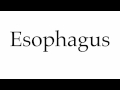 Esophagus Function and Anatomy