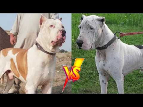 💥Bully Kutta Vs Gull dong - Qué raza es mas poderosa