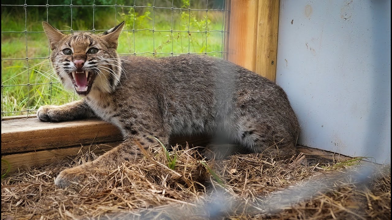 Trapping WILD BOBCAT in HOME MADE trap! Catch Clean Cook Cast Iron Bobcat Loin