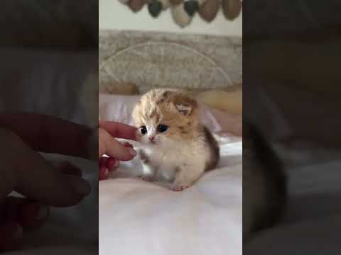 Cute baby Kitten😍😺 #shortvideo #viralvideo #cute #cat #cuteanimals #trending #explore #kitten #trend