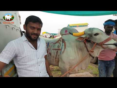 दोंड चा बुलेट / khillar cow