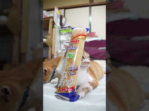 猫の動画サムネイル - ナイススティック 超バニラ風味　250721　#のせ猫　#ねこ　 #cat #ネコ #cute　 #猫のいる暮らし　 #ねこ　 #猫のいる生活