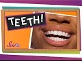 Understanding Teeth and Their Functions