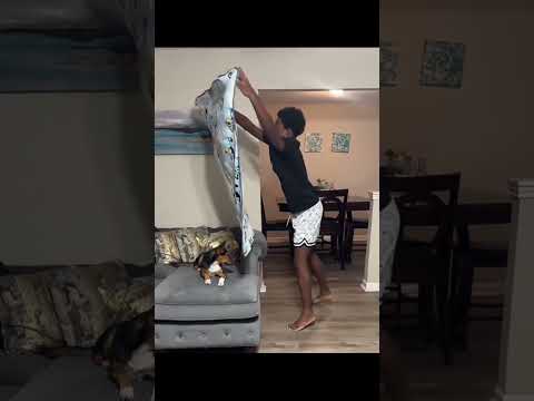 The Most Hilariously Cute Dog#funnydogs#cute#doglover#FunnyCuteDog#AdorablePuppy#FunnyCuteDog