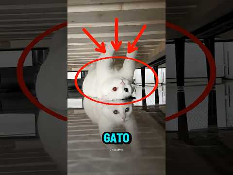 O REFLEXO DESSE GATO ESTAVA MUITO ESTRANHO...