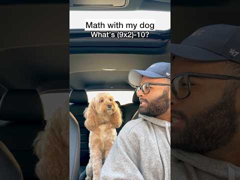 Mini Cockapoo Has to Think Hard About This Math Question 😳